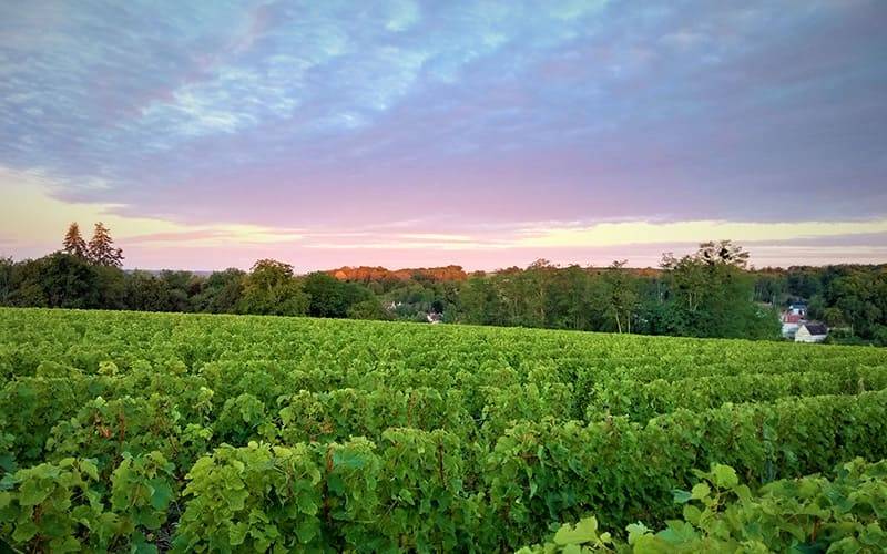 vignoble