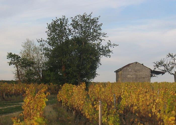 vignoble