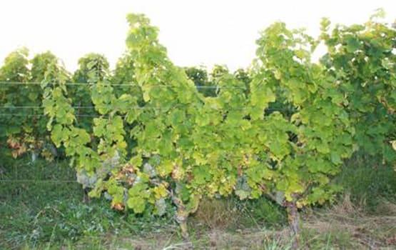 vignoble