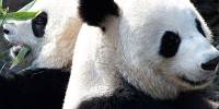 zoo de Beauval